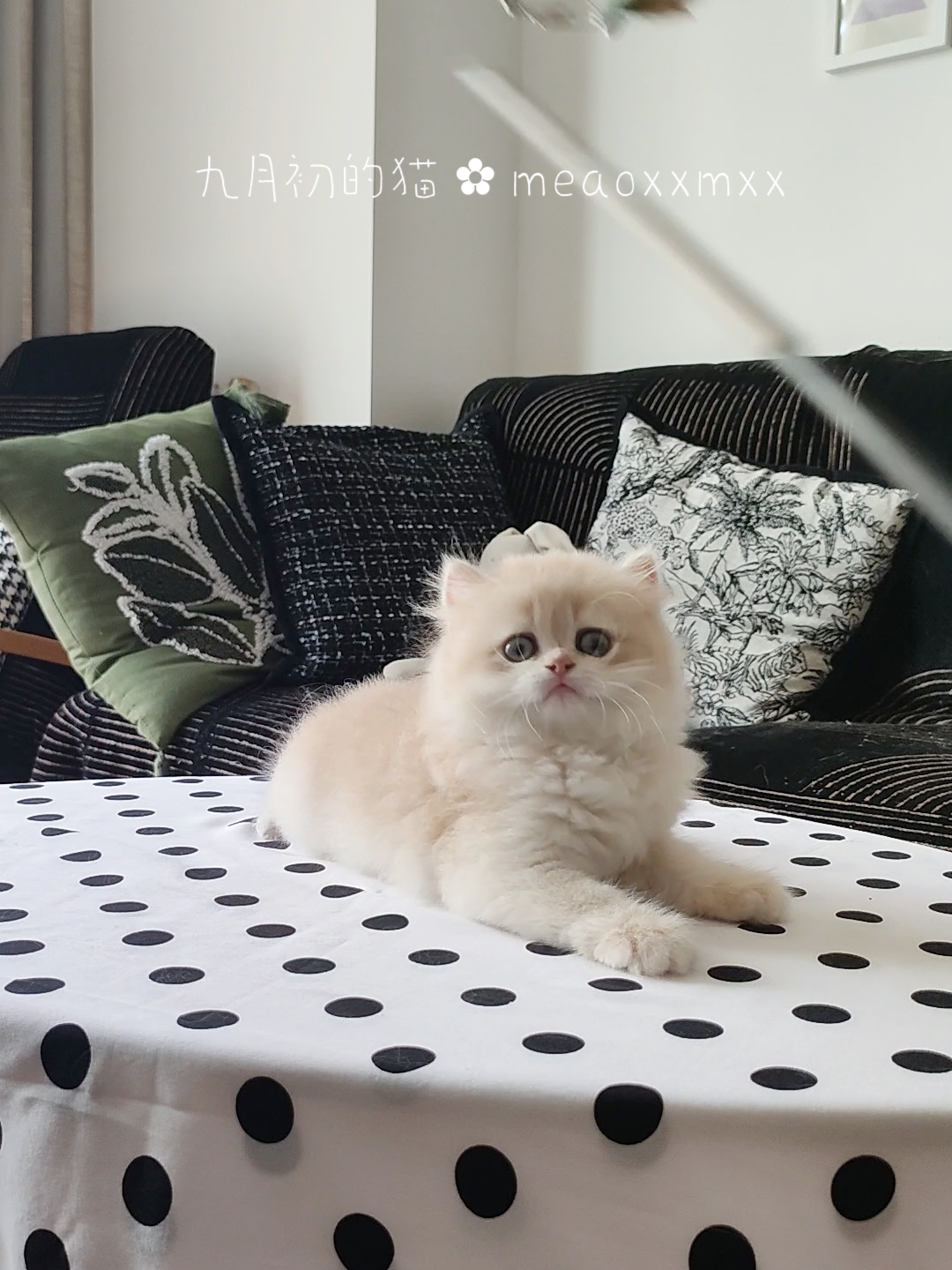 12色紫金渐层妹妹